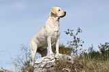 LABRADOR 065